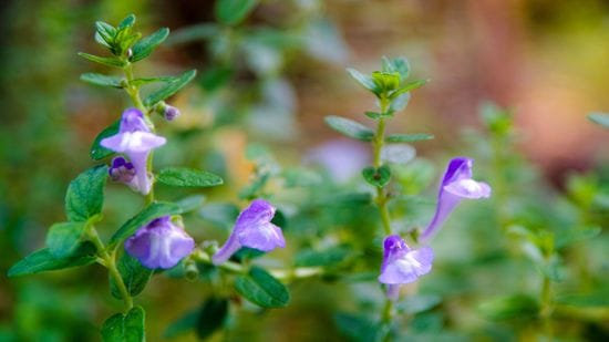 Scutellaria barbata